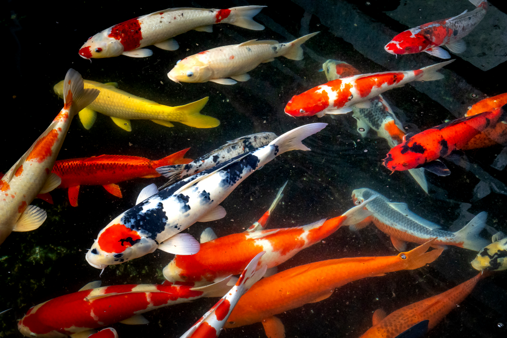Pourquoi Offrir des Boucles d’Oreilles Poisson Koi à un Passionné de Mer ?
