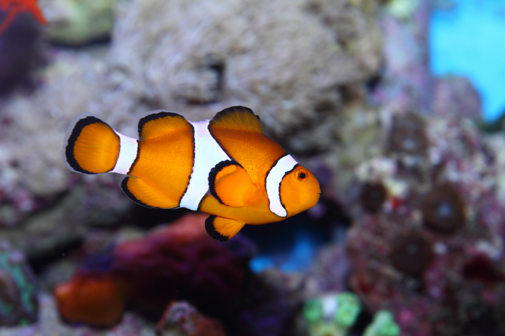 Chaussette Poisson Tropical : Un Zeste d’Exotisme Jusqu’aux Pieds