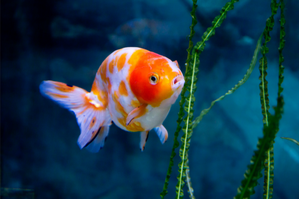 Goldfish End of Life: How to Manage This Delicate Period