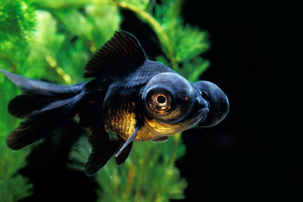 Big Eyed Goldfish: Origin, Care and Peculiarities