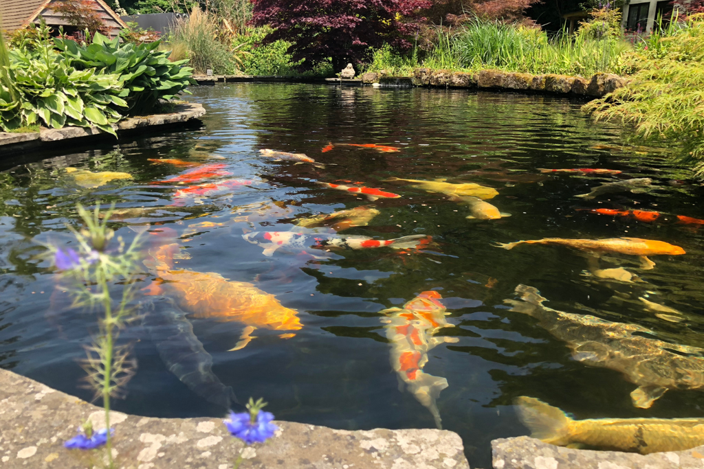 Goldfisch oder Koi-Karpfen: Was wählen Sie für Ihren Teich?