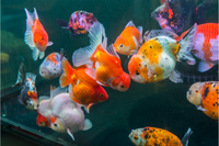 Poisson Rouge Asiatique : Tout ce que vous devez savoir sur cette espèce fascinante