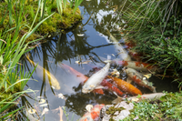 Comment créer le parfait bassin pour Poisson Rouge