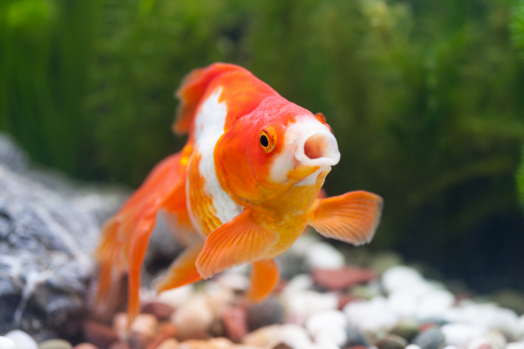 Goldfische bewegen sich nicht mehr: Ursachen und Lösungen für dieses häufige Problem