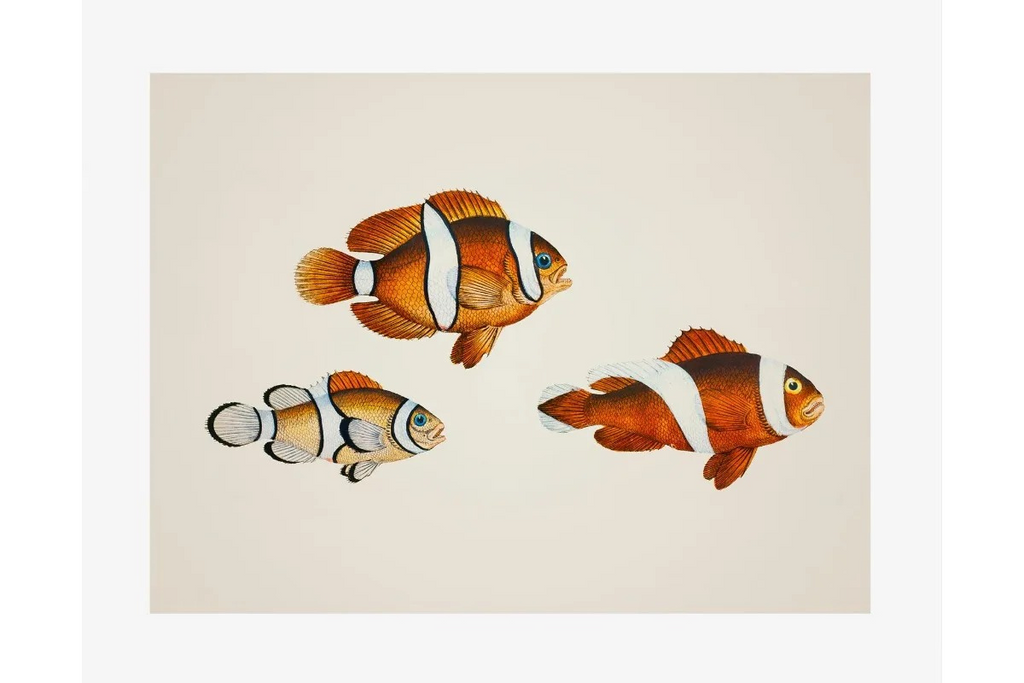 Quels Posters Poissons Tropicaux Sélectionner pour un Mur Coloré ?