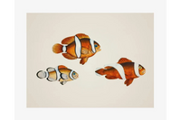 Quels Posters Poissons Tropicaux Sélectionner pour un Mur Coloré ?