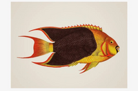 Poster Poisson Anthias : Sublimez Vos Murs d’Aventure Marine