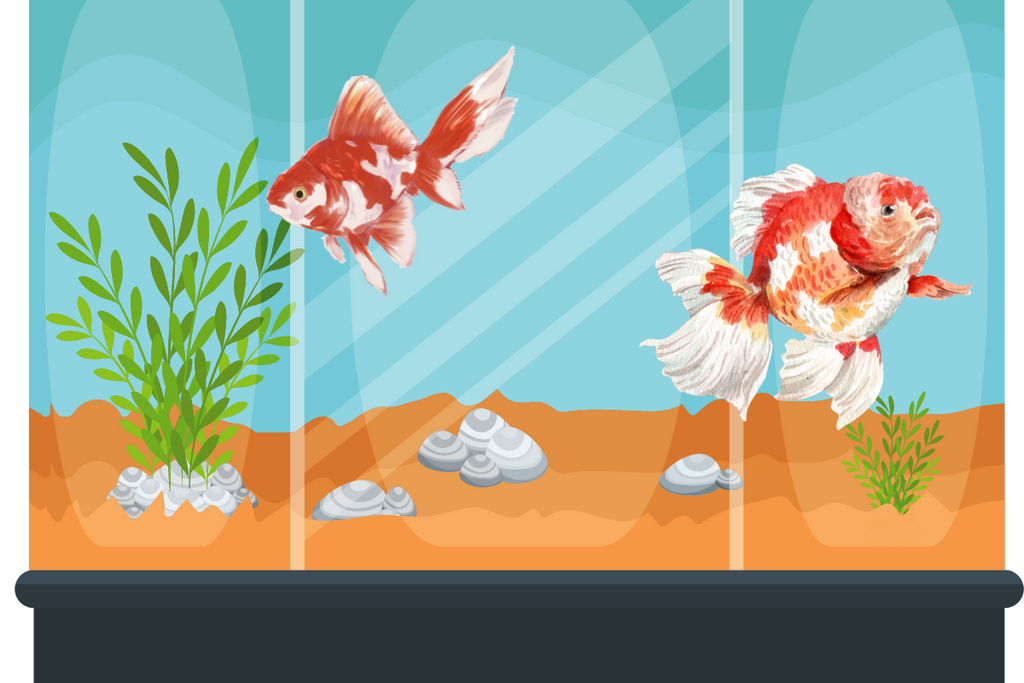 Red and White Fish: A Beautiful Color Combination for Your Aquarium