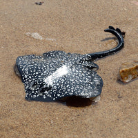 Figurine Raie Léopard Noire déposée sur le sable en bord de mer, mettant en évidence sa queue longue et ses motifs léopard