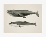 Poster Baleine Bleue et Rorqual