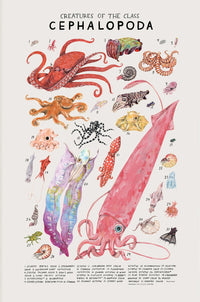 Poster Cephalopoda - Créatures Fascinantes des Céphalopodes