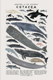 Poster Cetacea - Illustrations de Cétacés et Baleines