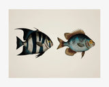 Poster Deux Poissons Tropicaux Rayés