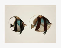 Poster Deux Poissons Tropicaux Vintage