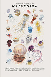 Poster Medusozoa - Variétés de Méduses Colorées