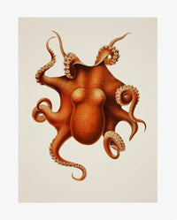 Poster Octopus Marron