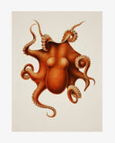 Poster Octopus Marron