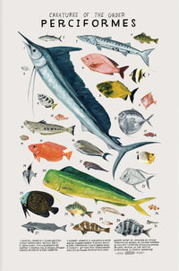 Poster Perciformes - Poissons Tropicaux et Exotiques