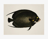 Poster Poisson Angelfish Noir