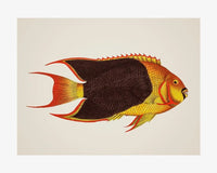 Poster Poisson Anthias Noir et Jaune