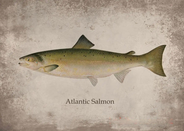 Poster Poisson Atlantic Salmon