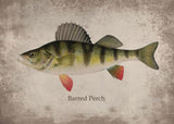 Poster Poisson Barred Perch