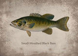 Poster Poisson Black Bass Vintage