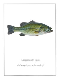 Poster Poisson Black Bass