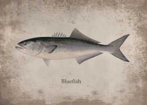 Poster Poisson Bluefish