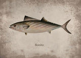 Poster Poisson Bonito