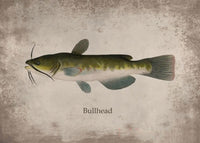 Poster Poisson Bullhead 