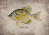 Poster Poisson Calico Bass