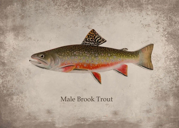 Poster Poisson Male Brook Trout