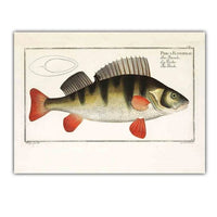 Poster Poisson Perche Commune