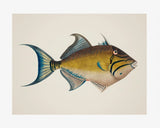 Poster Poisson-Perroquet Jaune et Bleu