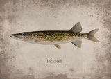 Poster Poisson Pickerel