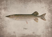 Poster Poisson Pike