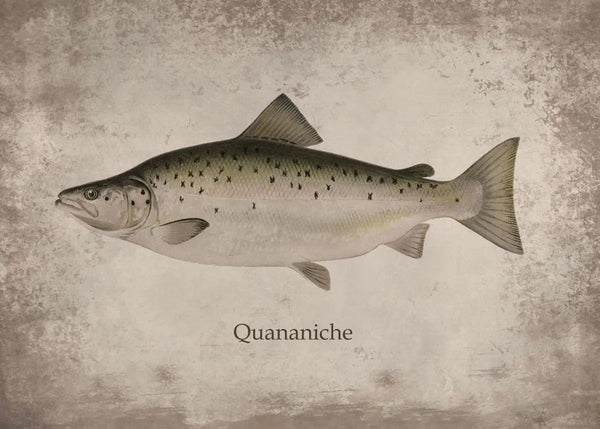 Poster Poisson Quananiche