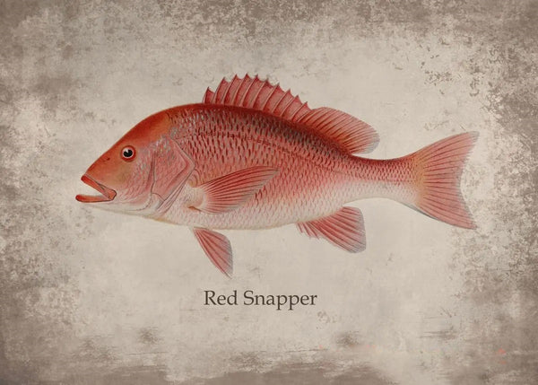 Poster Poisson Red Snapper