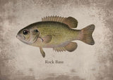 Poster Poisson Rock Bass