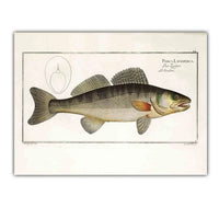 Poster Poisson Sandre Européen