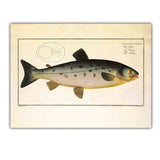 Poster Poisson Saumon Atlantique