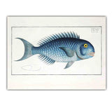 Poster Poisson Serran Bleu Éclatant