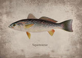 Poster Poisson Squeteague