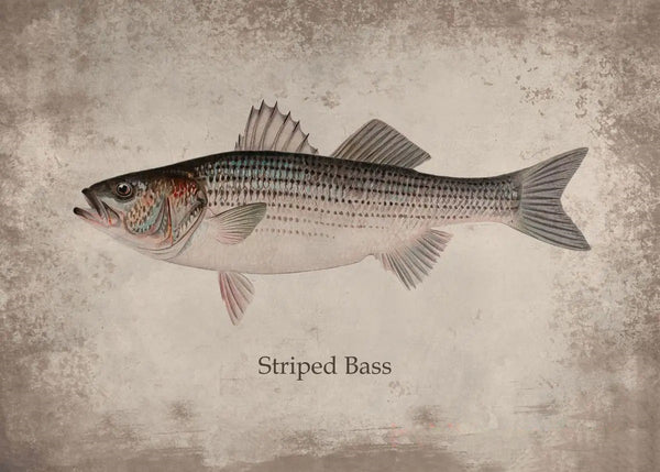 Poster Poisson Striped Bass