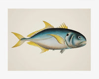 Poster Poisson Thon Jaune