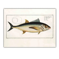 Poster Poisson Thon