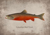 Poster Poisson Truite Rouge Canadienne