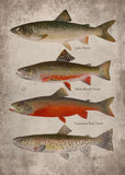 Poster Poisson - Truites du Canada