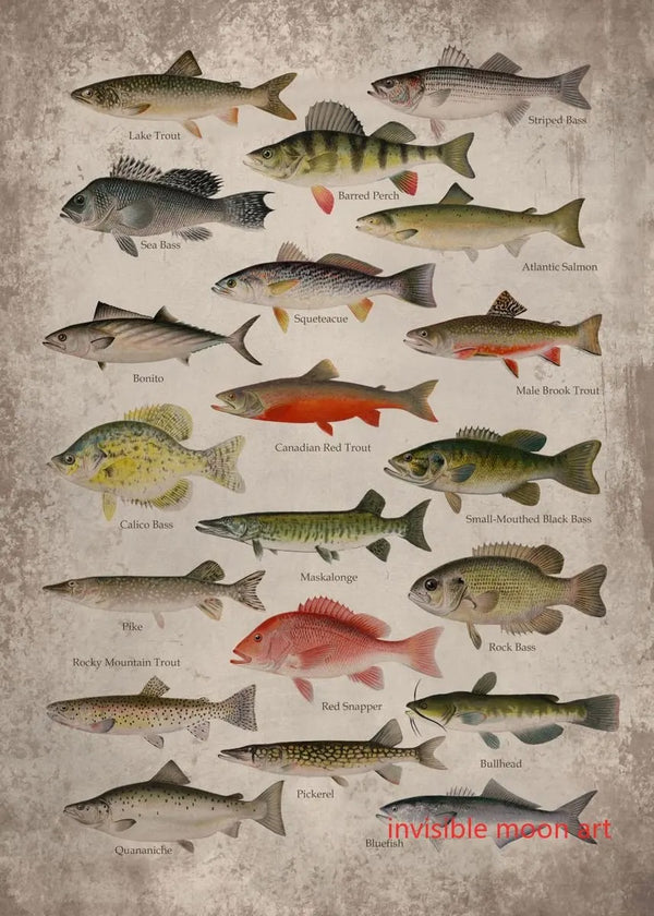 Poster Poissons d'Amérique